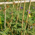 Solanum pyracanthum 'Lucifer' (3)